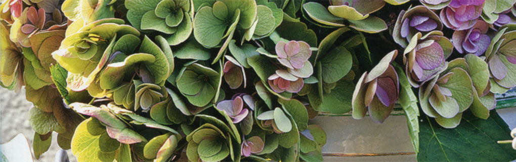 Blumen & Ideen – Dekoration im Geschäft